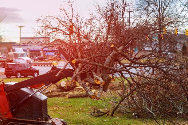 Leaf Removal