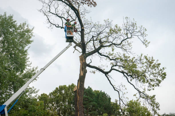 How Our Tree Care Process Works  in  Blissfield, MI