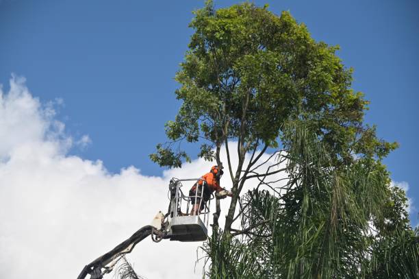 Best Hedge Trimming  in Blissfield, MI