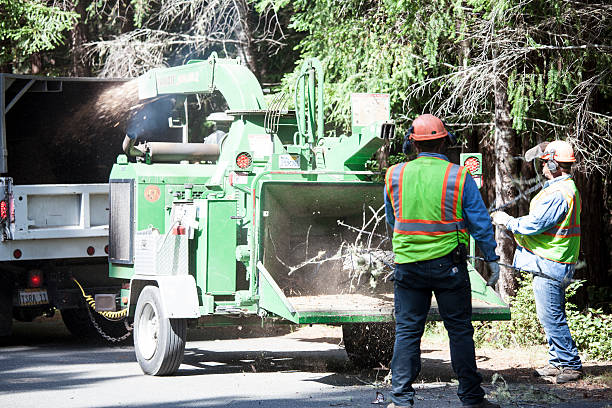 Blissfield, MI Tree Removal Services Company